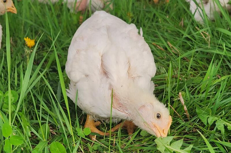 If Our Farm Name Is On It...