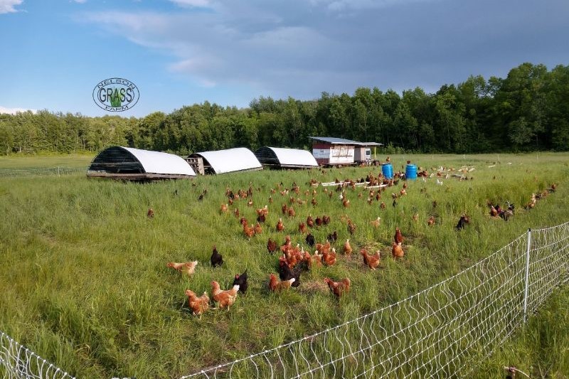 What Does Pasture Raised Mean On Our Farm?