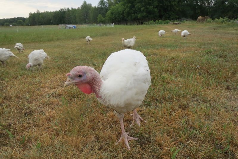 turkeys2013.jpg